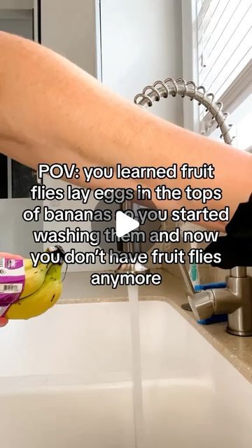 Fruit Fly Traps, Fly Infestation, Kitchen Environment, Fruit Fly, Ripe Fruit, Egg Laying, Fruit Flies, All Fruits, Fly Traps