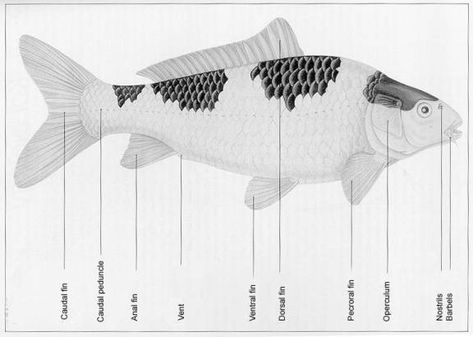 Know your fish parts Fish Diagram, Dollar Bill Art, Origami Dollar Bill, Fish Origami, Fish Anatomy, Origami Dollar, Fish Information, Common Carp, Koi Tattoo Design