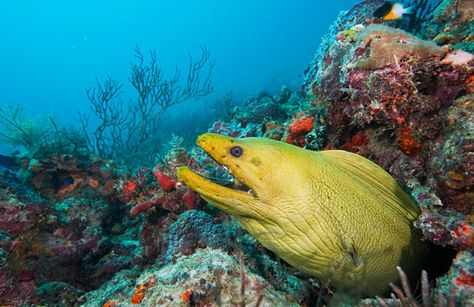 Green moray eel in coral reef, Juno Beach, Florida Moray Eel, Juno Beach, Colorful World, Coral Reefs, Coral Reef, Juno, Coral, Florida, Resolution