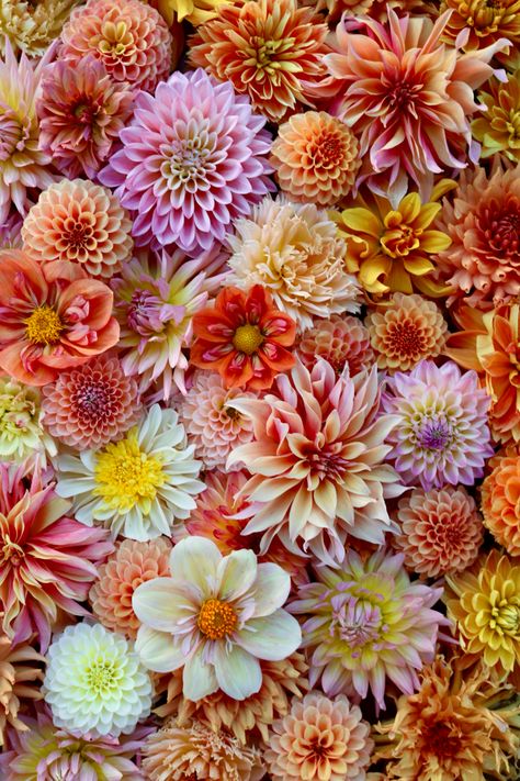 Daliah Flower, Dahlia, Wedding Colors, Phone Wallpaper, Daisy, Wedding Flowers, Art Inspiration, Iphone, Flowers