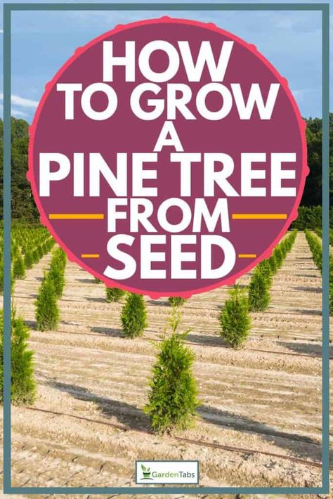 How To Grow A Pine Tree from Seed. Article by GardenTabs.com #garden #gardening #gardendesign #gardenideas #gardeningtips How To Grow Trees From Seeds, Growing A Pine Tree From A Pinecone, Tiny Seeds Grow Mighty Trees, Fast Growing Pine Trees, Long Needle Pine Tree, White Pine, Pine Tree, Exotic Fruit, Pine Forest