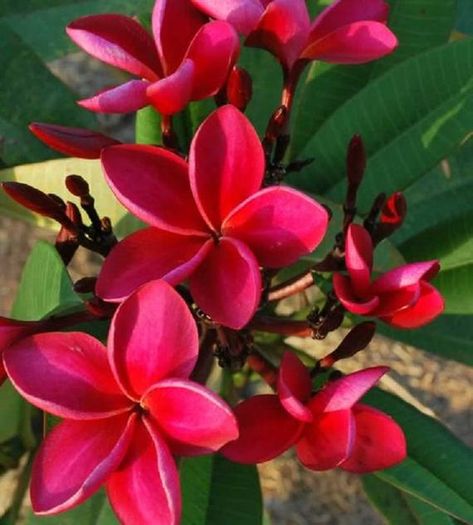 5 Rare Bright Red Plumeria Seeds Plants Flower Lei Hawaiian Garden Fragrant Tree Hawaii Wedding Part Plumeria Care, Autumn Flowering Plants, Plumeria Tree, Hawaiian Gardens, Flower Lei, Fragrant Garden, Flower Pot Design, Red Plants, Rose Seeds