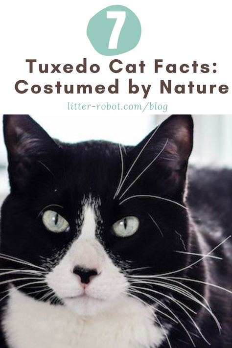 7 tuxedo cat facts! Tuxedo Cat Facts, National Black Cat Day, Cats Facts, Bicolor Cat, Cat Personality, Black Cat Day, Tuxedo Kitten, National Cat Day, Cat Personalities