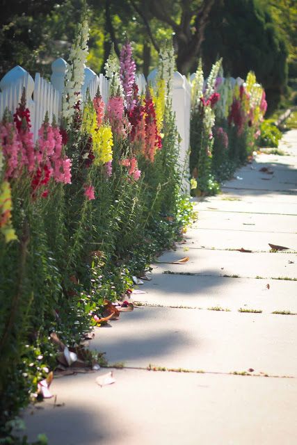 snapdragons. I love snapdragons Sunflowers Along Fence, Elsie Dinsmore, Meteor Garden 2018, White Picket Fence, Magic Garden, Fence Decor, Have Inspiration, Annual Flowers, Backyard Fences