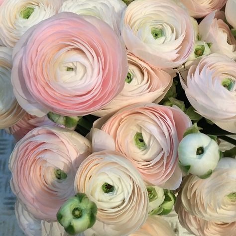 Planting Ranunculus, Rachel Daly, Ranunculus Asiaticus, Ranunculus Flowers, Fancy Flowers, Gum Paste Flowers, Garden Roses, Lavender Flowers, Botanical Flowers