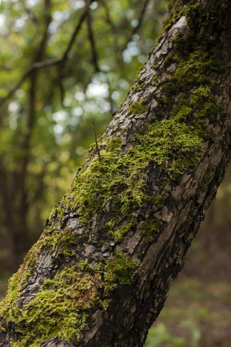 Close-up photo of a mossy tree branch in a forest royalty free stock photo Tree Trunk Aesthetic, Tree Close Up, Weird Inspiration, Tree Photos, Mossy Tree, Portfolio Ideas, Nature Background, Close Up Photography, Forest Nature