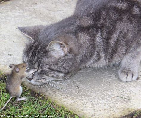 Tom and Jerry Pet Mice, Animals Friendship, 웃긴 사진, Sweet Animals, On The Ground, Tandem, Beautiful Cats, A Mouse, 귀여운 동물