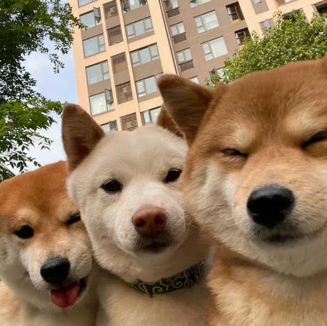 Him Background, Dogs Recipes, Weird And Funny, Dog Bear, Hot Dogs Recipes, Shiba Puppy, Japanese Dogs, Shiba Inu Puppy, Shiba Inu Dog