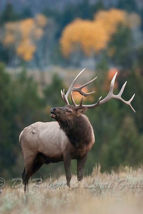 Elk Reference, Xmas Scenes, Elk Images, Cow Elk, Elk Pictures, Elk Photography, North American Animals, Bull Moose, Bull Elk