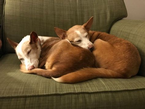 Dog Sleeping On Couch, Dogs Sleeping Together, Dog On Couch, Dogs Cuddling, Sleeping On Couch, Canine Reference, Texture References, Puppies Sleeping, Dogs Sleeping