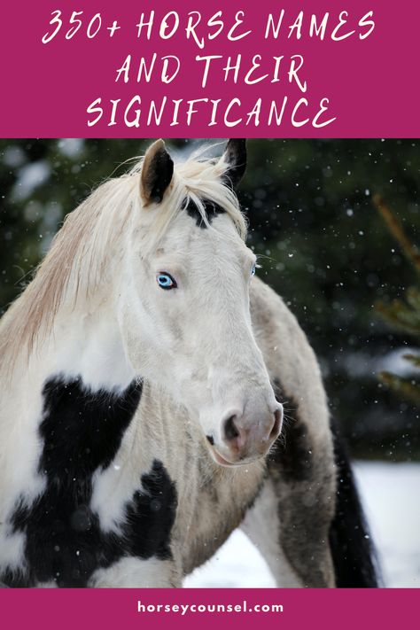 Struggling to find that perfect horse name? We've put together a comprehensive list of more than 350 horse names, and we even explained each name's significance to boot! #horsenames #horsenaming Horse Names List, Best Horse Names, Schleich Diy, Fjord Horse, Faster Horses, Horse Images, Christmas Horse, Names List, Christmas Horses