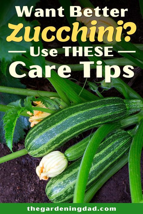 Do you Want Better Zucchini this year?  Then Use THESE Care Tips!  You'll love how quick these EASY DIY Care Tips are!  #zucchini #gardening #vegetablegarden How To Grow Zucchini, Zucchini Growing, Grow Zucchini, Gemüseanbau In Kübeln, Growing Zucchini, Patio Container Gardening, Growing Vegetables In Pots, Zucchini Plants, Squash Plant