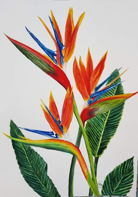 Bird Of Paradise Plant Drawing, Birds Of Paradise Painting, Birds Of Paradise Plant, Bright Colors Art, Botanical Flowers Print, Abstract Flower Art, Art Tropical, Watercolor Flower Art, Arte Sketchbook