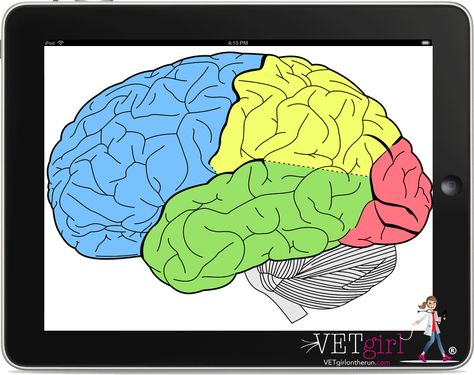 In this VETgirl online veterinary continuing education webinar, Jeannine Moga, MA, MSW, LCSW, reviews mindfulness practices to enhance your life in veterinary medicine and at home. Learn the importance of self-care, wellness, and mindfulness for veterinary professionals. Brain Lobes, Occipital Lobe, University Of Vienna, Cerebral Cortex, Sinus Headache, Frontal Lobe, Brain Scan, Study Better, Sinus Infection