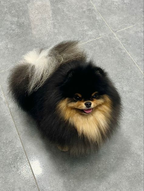 Black And Brown Pomeranian, Black And Tan Pomeranian, Black Pomeranian Puppies, Black Pomeranian, Grooming Style, Cute Animals Puppies, Dream Dog, Pomeranian Dog, Pomeranian Puppy