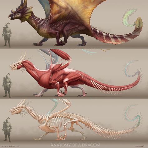 RJ Palmer on Instagram: “I've been wanting to do a quick mockup of dragon anatomy for a long time. I finally had the opportunity to put this together. I wanted to…” Dragon Wings Anatomy, Dragon Anatomy Reference, Wyvern Anatomy, Dragon Anatomy Design Reference, Dragon Side View, Reptile Anatomy, Fantasy Anatomy, Rj Palmer, Creature Anatomy