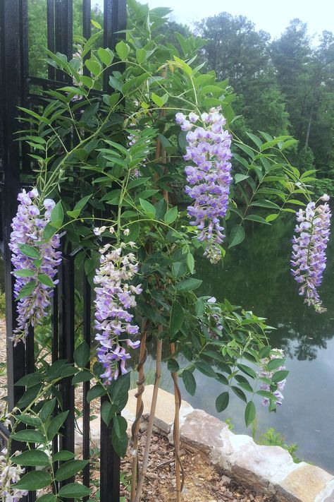 Yes, wisteria is pretty, but you don't want it to take over your garden. Kentucky Wisteria, American Wisteria, Wisteria Vines, Chinese Wisteria, Wisteria Tree, Southern Garden, Plant Problems, Different Plants, Bougainvillea