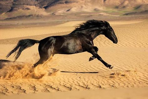 Berber Horses of Morocco - Horse Illustrated Northern Africa, All The Pretty Horses, The Atlas, Pretty Horses, Atlas Mountains, Horse Breeds, Red Fire, Morocco, Equestrian