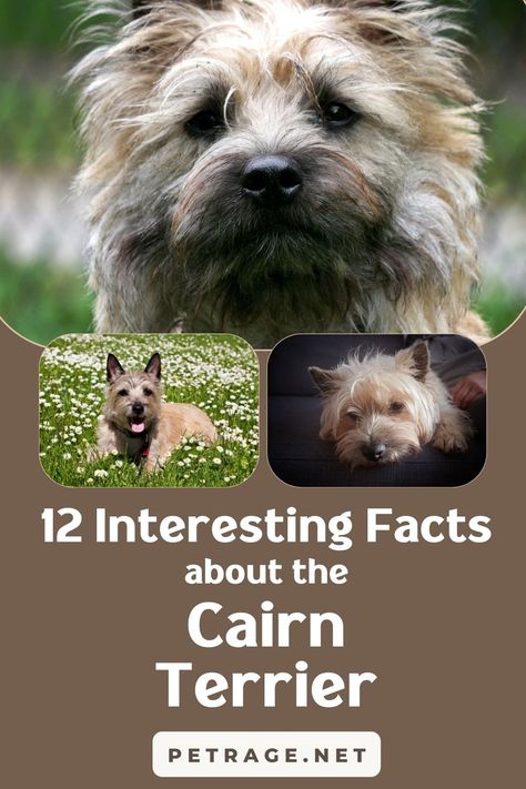 Is the Cairn terrier the right dog breed for you? Check out these 12 interesting facts about the feisty little Cairn terrier! Carin Terrier Tattoo, Small Terrier Breeds, Carin Terriers, Cairn Terrier Puppies, Cairn Terrier Mix, Animal Treats, Cairn Terriers, Norwich Terrier, Dogs Breeds