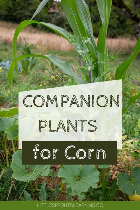 Companion Plants for Corn Perennial Bushes, Growing Corn, Bush Garden, Plant Paradox, Zone 7, Corn Plant, Companion Plants, Pole Beans, Starting A Garden