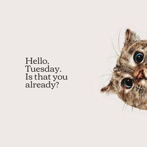 Hello Tuesday Quotes, Tuesday Mood, Hello Tuesday, Tuesday Quotes, Happy Tuesday, Morning Quotes, Good Morning Quotes, Good Morning, Quotes