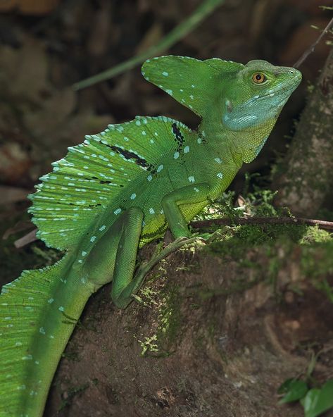 Plumed basilisk (Basiliscus plumifrons.) This is a large (1-3 feet) lizard that blends into the forest despite his brilliant colors -- or because of them. Plumed Basilisk, Basilisk Lizard, Creature Inspiration, Cold Blooded, Into The Forest, Animal References, Hidden Places, Reference Pictures, Secret Life