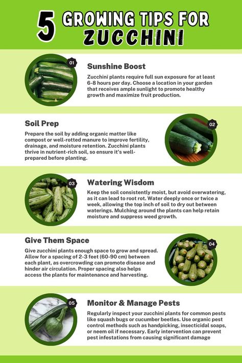 5 Growing Tips for Zucchini. Discover essential tips for successful zucchini cultivation, including selecting a sunny location, providing well-drained soil, proper spacing, consistent watering, and pest prevention. Learn how to optimize zucchini growth and achieve a bountiful harvest with these valuable tips. Zucchini Planting, Squash Companion Plants, Zucchini Growing, Raised Garden Beds Diy Vegetables, Growing Zucchini, Zucchini Plants, Companion Gardening, Squash Bugs, Garden Companion Planting