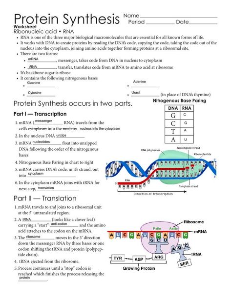 Proteins Biochemistry, Protein Synthesis Notes, Protein Synthesis Diagram, Dna Transcription And Translation, Biochemistry Notes, Biology Worksheet, Transcription And Translation, Study Biology, Biology Classroom