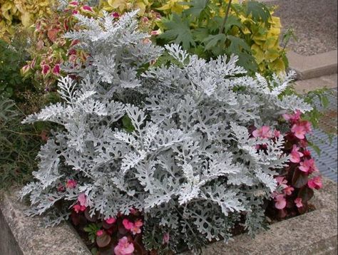 Dusty Miller Dusty Miller Landscape, Purple Lantana, Variegated Liriope, Yellow Lantana, Autumn Blaze Maple, Variegated Hosta, Salvia Greggii, Island Bed, Mexican Feather Grass