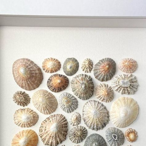 Dorothy | Traigh Alba on Instagram: "This limpet piece from Sanna Bay in Ardnamurchan will be available in my shop when it re-opens. Limpets are pretty ubiquitous and often overlooked, but I love their endlessly variable colours and textures, oval shapes and radial ridges. Sanna is one of the most stunning beaches in Scotland - white sand haven at the most westerly point of the British isles. The limpet variety there was wonderful, captured in these soft neutral tones 🙂" Shell Images, Display Shells, Shells Decor, Shell Display, Limpet Shell, Shells Beach, Seashell Projects, White Box Frame, Shell Frame