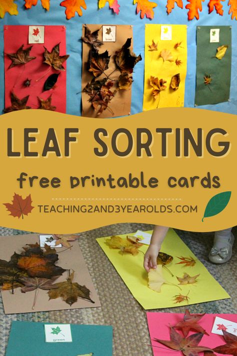 This preschool leaf sorting activity is a great way to add fall science to your day. Try it after a nature walk! Includes free printable cards. Preschool Leaves Activities, Color Sorting Preschool, November Preschool, Math Preschool, Daycare Curriculum, Counting Activities Preschool, Fall Science, Prek Ideas, Preschool Winter