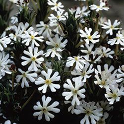 Flower, Night Phlox | Seed Savers Exchange I love the fragrance of night phlox. Might get some for containers on the porch... Moon Gardening, Portugal Garden, Moon Gardens, Plant Night, Lovely Greens, Witch's Garden, Moonlit Garden, Phlox Flowers, Ornamental Garden