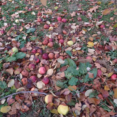 Apple cider donut season + our first time at an apple orchard together!!! I don't think I've ever seen apple trees before they're so cute 😋🍏 Apple Trees, Apple Cider Donuts, Apple Orchard, Apple Tree, Apple Cider, Cider, Donuts, So Cute, First Time