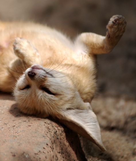 I Can Has Cheezburger?/ Fennec Fox Sunbathing Fennec Fox Pet, Fantastic Fox, Fox Pictures, Foxes Photography, Fennec Fox, Pet Fox, Wild Dogs, Cute Fox, Cute Creatures