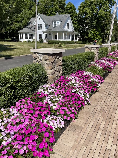 Impatients Flowers Landscape, Impatiens Landscaping, Hoa Ideas, Estate Landscaping, Border Gardens, Spanish Patio, Summer Gardens, Landscaping With Roses, Annual Garden