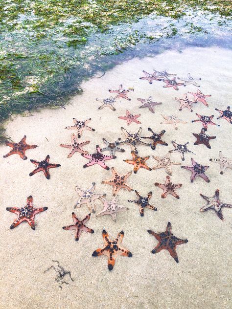 Pantai Sanur, Bali 🌴 Pantai Sanur, Sanur Bali, Star Fish, Starfish, Bali, Fish, Stars