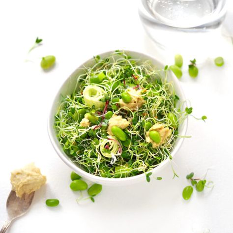 Sprout salad with clover, radish sprouts, edame beans and fresh hummus Lettuce Salads, Radish Sprouts, Sweet Salads, Creamy Pasta Salads, Clover Seed, Sprout Salad, Green Lettuce, Sprouts Salad, Buy Seeds