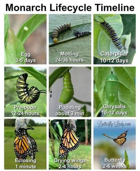 Monarch Butterfly Habitat, Raising Monarch Butterflies, Raising Butterflies, Butterfly Facts, Monarch Butterfly Garden, Butterfly Feeder, Butterfly Garden Plants, Butterfly Garden Design, Butterfly Habitat