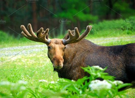 Antler Reference, Moose Horns, Moose Pictures, Moose Hunting, Dog Cots, Bull Moose, Moose Antlers, Elk Antlers, Disney Dogs