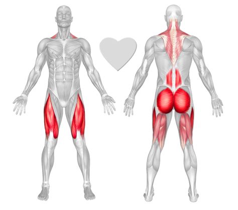 Erector spinae Exercises & Workouts - FreeTrainers.com Erector Spinae, Lunge Workout, Chin Exercises, Rowing Workout, Oblique Workout, Latissimus Dorsi, Muscle Abdominal, Gluteus Medius, Step Workout