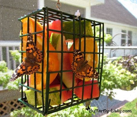 Make a butterfly-attracting fruit feeder | There's A Reason You Don't See Butterflies Anymore And Here's What You Can Do About It Backyard Birds Sanctuary, Bird Suet, Butterfly Feeder, Suet Feeder, Hummingbird Garden, Wildlife Gardening, Pollinator Garden, Have Inspiration, Garden Yard Ideas