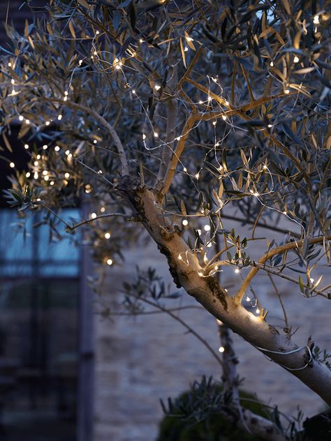 2020 - Garden Furniture Collections Outdoor Fairy Lights, Outdoor Christmas Tree, Wire Lights, Festoon Lighting, White Led Lights, Olive Tree, Tree Lighting, Christmas Tree Lighting, Backyard Wedding