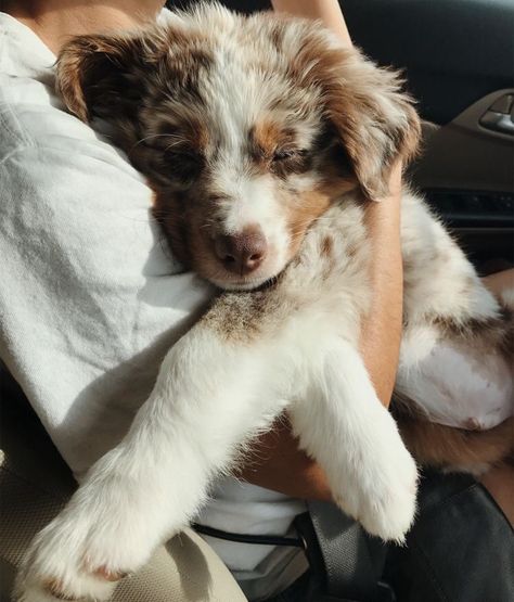 Aussie Puppies, Psy I Szczenięta, Aussie Dogs, Super Cute Puppies, Cute Animals Puppies, Baby Animals Pictures, Animale Rare, Cute Little Puppies