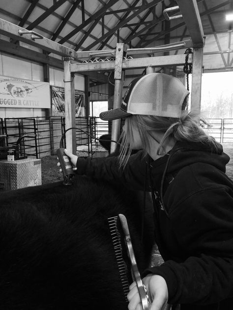 Livestock Outfits, Steer Showing, Stock Aesthetic, Cattle Photography, Livestock Photography, Fair Girls, Livestock Showing, Show Steers, Show Cows