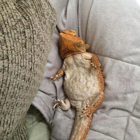 Breaded Dragon, Bearded Dragon Funny, Bearded Dragon Enclosure, Bearded Dragon Habitat, Baby Bearded Dragon, Bearded Dragon Cute, Pet Lizards, Bearded Dragon Care, Cute Lizard