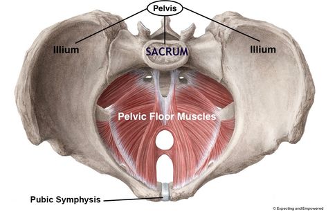 Symphysis Pubis Dysfunction (SPD) During Pregnancy — Expecting and Empowered Pelvic Diaphragm, Levator Ani, Bolesti Chrbta, Pelvic Organ Prolapse, Craniosacral Therapy, Pelvic Floor Dysfunction, Physical Rehabilitation, Pelvic Floor Exercises, Muscle Anatomy