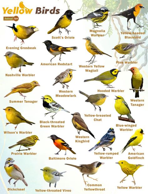 Yellow Birds – Facts, List, Pictures Aesthetic Birds, Oriole Bird Feeders, Bird Reference Photos, Names Of Birds, Pet Pigeon, Backyard Birds Watching, Bird Guide, Birds Yellow, Backyard Birds Sanctuary