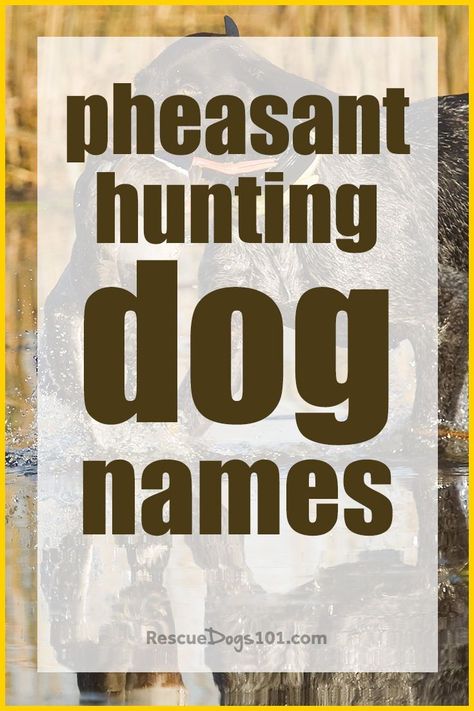 A good hunting dog deserves a great name. A name that has true meaning of his heritage, his destiny to become a great hunter. We have listed about 250 boy and girl names to give you a good start whether you are looking for pheasant, duck, bear or fish hunting dog names. Atlas Bear, Hunting Dog Names, Dogs Names List, Dog Name Ideas, Dog 101, Dog Names Unique, Girl Dog Names, Hunter Girl, Names Unique