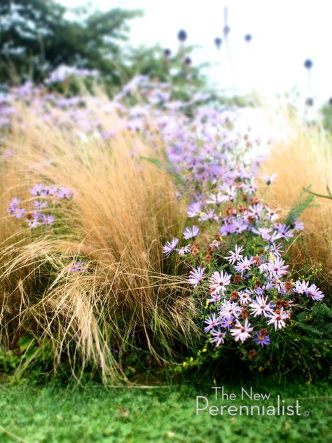 New Perennial Movement | The New Perennialist Naturalistic Planting, Zone 5 Garden, Naturalistic Garden, Planting Combinations, Piet Oudolf, Eco Garden, Planting Design, Zone 5, Garden Inspo