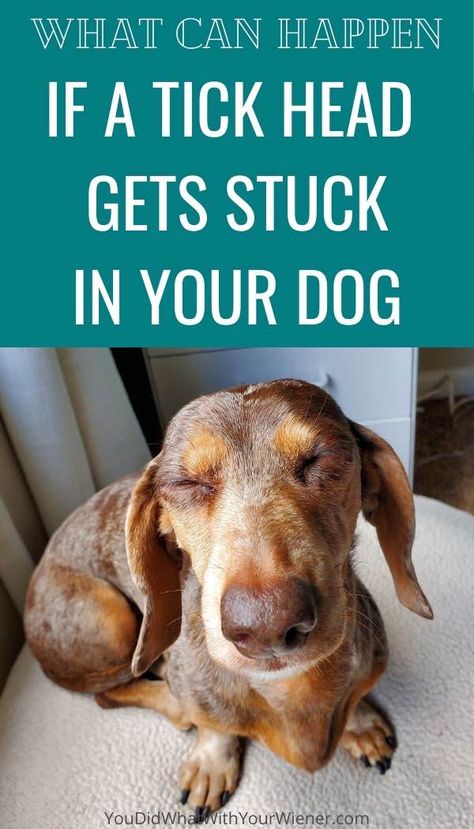 If you're like me, you freak out when you find a tick on your dog. Then you try to remove it as quickly as possible. But what if the tick tears apart and the head is left in your dog? Read this for info about what can happen and to find out what happened with my dog. How Do You Remove A Tick From A Dog, Removing Ticks From Dogs, Remove Ticks From Dogs, How To Get Rid Of Ticks On Dogs, Tick Prevention For Dogs, How To Remove Ticks From Dogs, Tick Bites On Dogs, Tick Removal Dog, Wood Tick